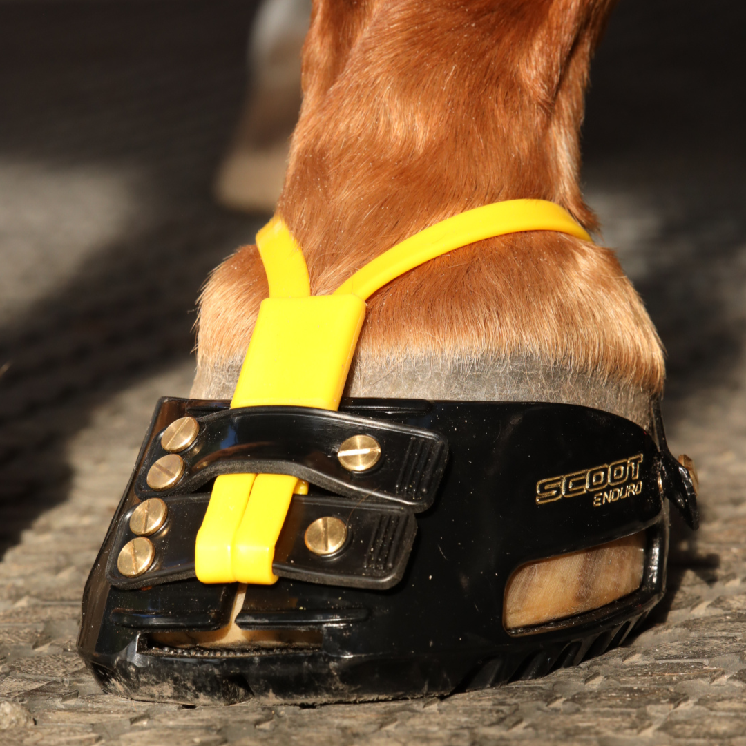 Scoot Boot Adjust on Horse Toe View