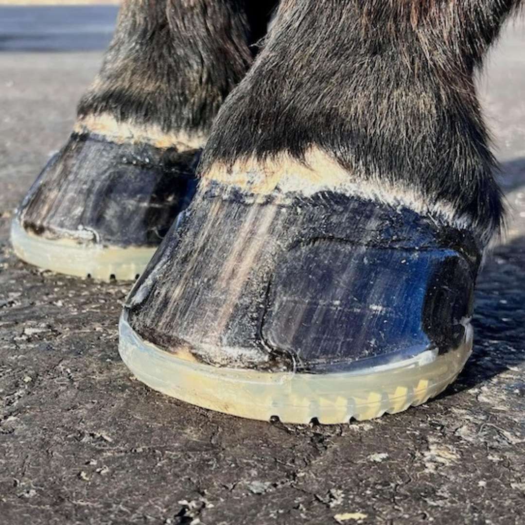 EasyCare EasyShoe Stealth Tabs on Horse